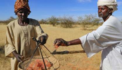 Au Soudan, la gomme arabique résiste au climat extrême, mais l'homme peine à suivre