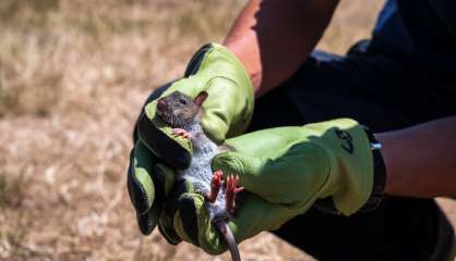 L'écosystème de l'île Amsterdam bientôt libéré des animaux introduits