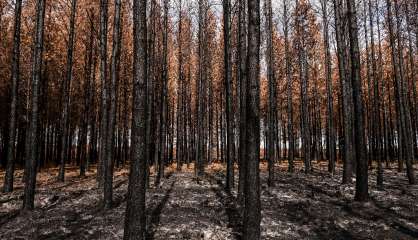 Six mois après les incendies en Gironde, la forêt nettoyée et étudiée