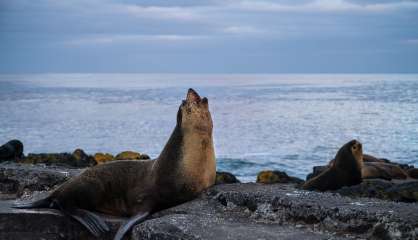 Victimes d'un siècle de chasse intensive, les otaries d'Amsterdam se portent à nouveau bien