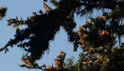 Les papillons monarques californiens reviennent de loin