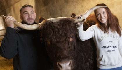 Ovalie, vache égérie, s'apprête à jouer les stars au salon de l'Agriculture