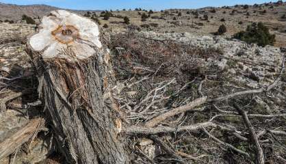 Au Liban, des arbres millénaires menacés par l'abattage illégal