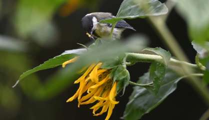 En ville, la mésange privilégie l'odorat pour s'alimenter, malgré la pollution