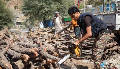 Au Yémen en guerre, les arbres sacrifiés face à la flambée de l'énergie