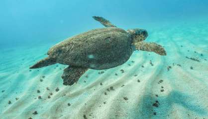 La reproduction et la survie des tortues marines menacées par le réchauffement climatique, selon une étude