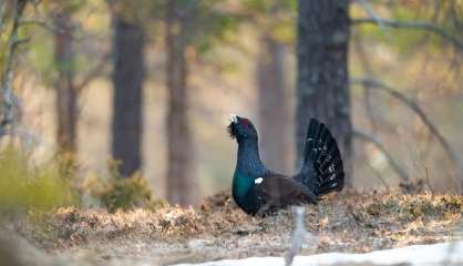 Le trépas annoncé du grand tétras dans les Vosges