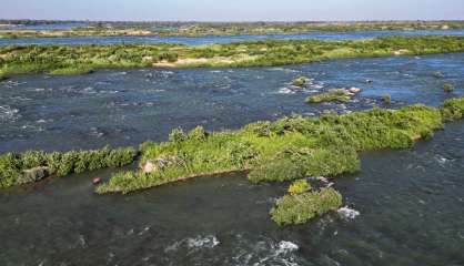 Au Cambodge, les derniers dauphins de l'Irrawaddy luttent pour leur survie