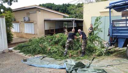 Plus de 1 500 pieds de cannabis arrachés à Houaïlou