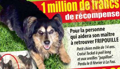 Il offre 1 million de francs à qui retrouvera son chien