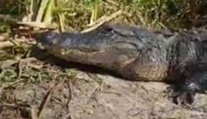 [VIDÉO] États-Unis : Un alligator bondit sur un bateau de touristes