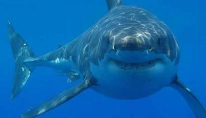 Un grand requin blanc à la Baie des Citrons, l'alerte est déclenchée