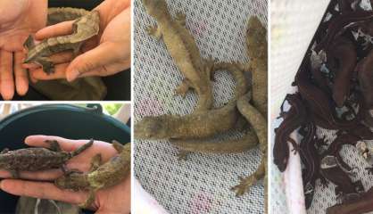 Le procès du Japonais amateur de geckos renvoyé au mois d’août