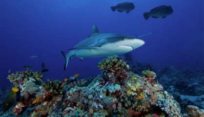 La pêche au requin, « toutes espèces » confondues, interdite en province Sud