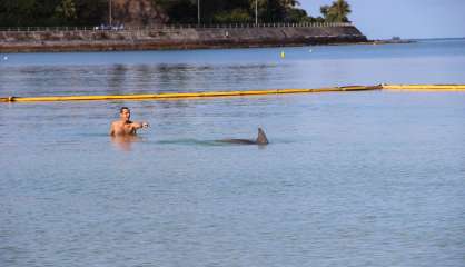 Un dauphin coincé dans le périmètre anti-pollution de la 