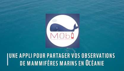 Mobi, une appli pour recenser mammifères marins