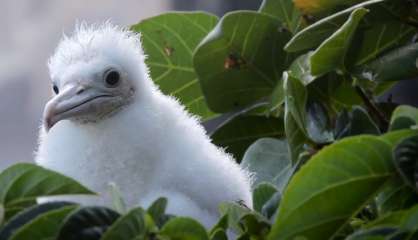 [VIDEO] SCO : des oiseaux à observer… et à protéger