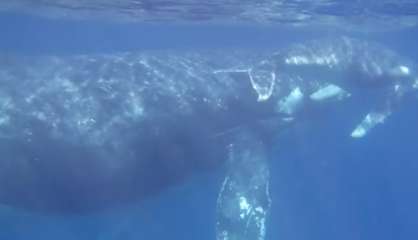 Les baleines au rendez-vous, sur la côte Est aussi