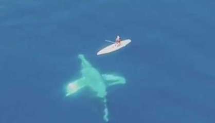 Un supiste, deux dauphins et une armada de baleines à bosse