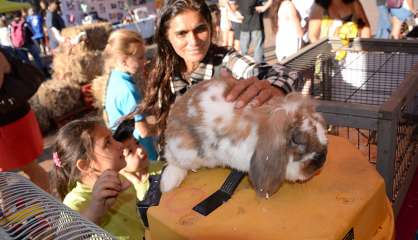 Des animaux sous les cocotiers