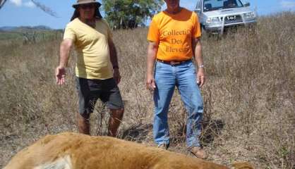 Une vache victime des viandards à La Foa