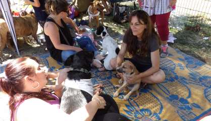 Matinée d'adoption de chiots au Receiving 