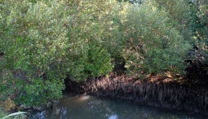 [AUDIO] Une journée citoyenne pour replanter la mangrove