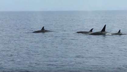 [VIDEO] Des orques dans le lagon