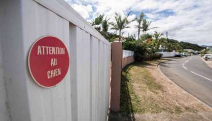 À Tina, le produit mortel qui a tué chiens, chats et oiseaux a été identifié 