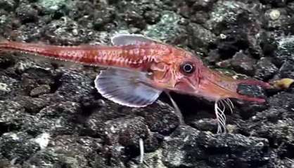 Un poisson qui « marche » au fond de l'eau, filmé aux Samoa américaines