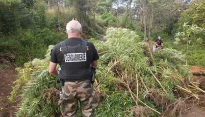 125 pieds de cannabis arrachés à Poum