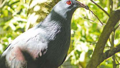 Pas de chasse à la roussette et le notou sur la Grande Terre