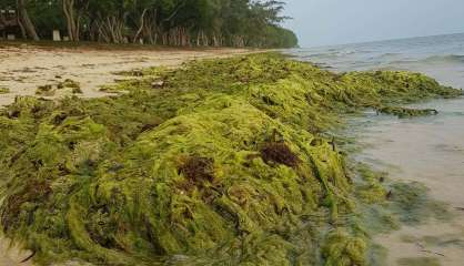 La prolifération d'algues vertes sur les plages de Deva inquiète