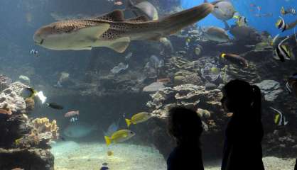 Un record de requin