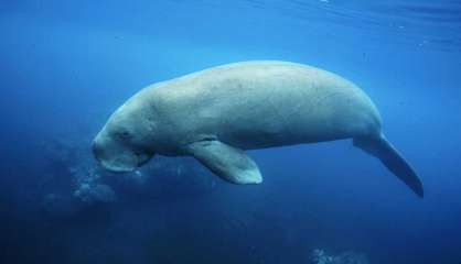 Si le braconnage continue, « les dugongs disparaîtront », rappelle le WWF