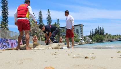 Requin mort : plage fermée à Nouméa