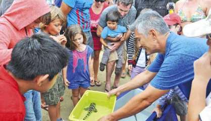 L'Aquarium relâchera trois requins léopards, demain après-midi