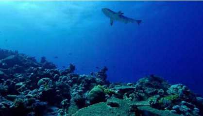 Australie : Une surfeuse de 17 ans tuée par un requin