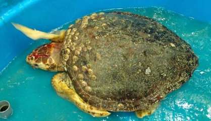 Blessée par une annexe, Maxime la tortue a été recueillie à l'Aquarium des lagons