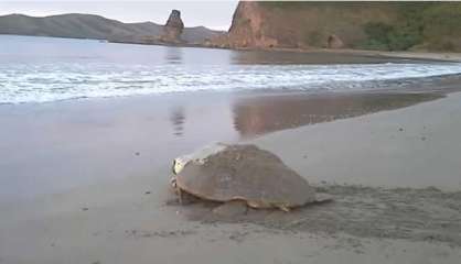 Une tortue grosse tête sur la plage de la Roche Percée