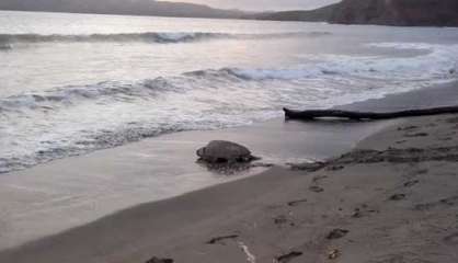 [Vidéo] Après avoir pondu, une tortue repart pour un grand voyage