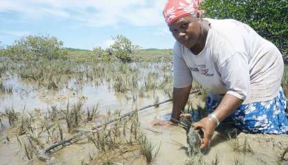 La pêche aux crabes et aux picots est ouverte