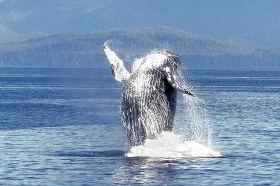 Dans l’intimité des baleines à bosse