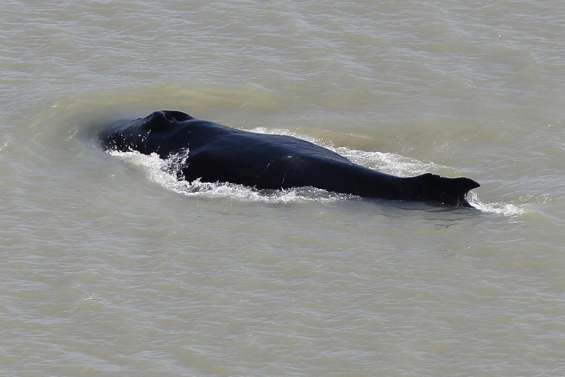 Australie: des baleines à bosses s'égarent dans une rivière infestée de crocodiles