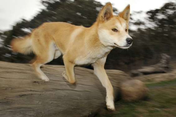 Australie: des images inédites révèlent la vie secrète d'un dingo