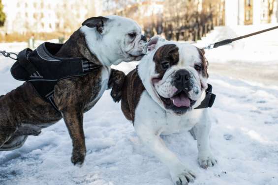 Halte à cette vie de chien: la Norvège interdit l'élevage de certaines races