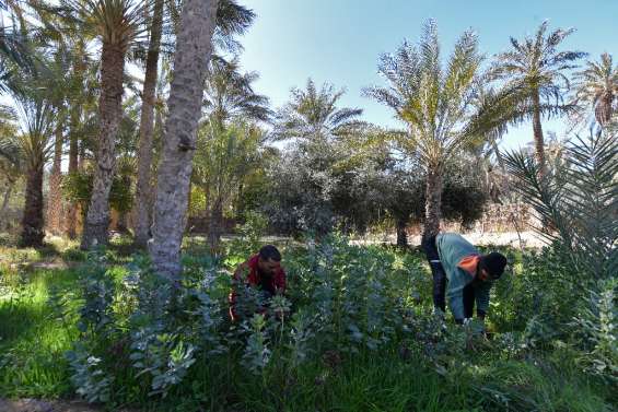 En Tunisie, cuisine nomade et innovation pour revivifier une oasis