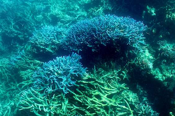 Australie: la Grande Barrière de corail victime d'un 