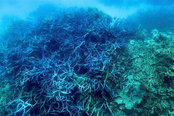 Australie: la Grande Barrière de corail victime d'un 