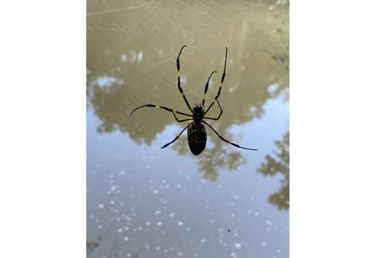 De grosses araignées d'Asie colonisent la côte est américaine, mais pas de panique